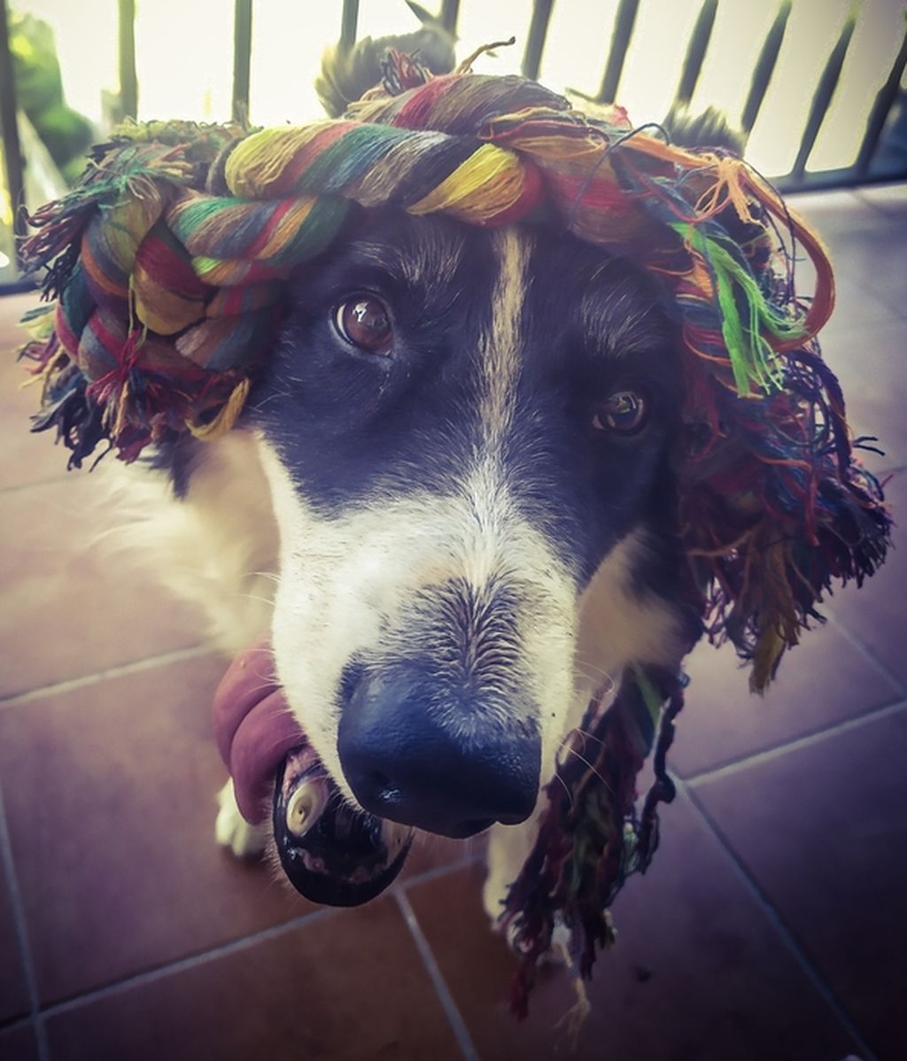 Sirak -  Border Collie