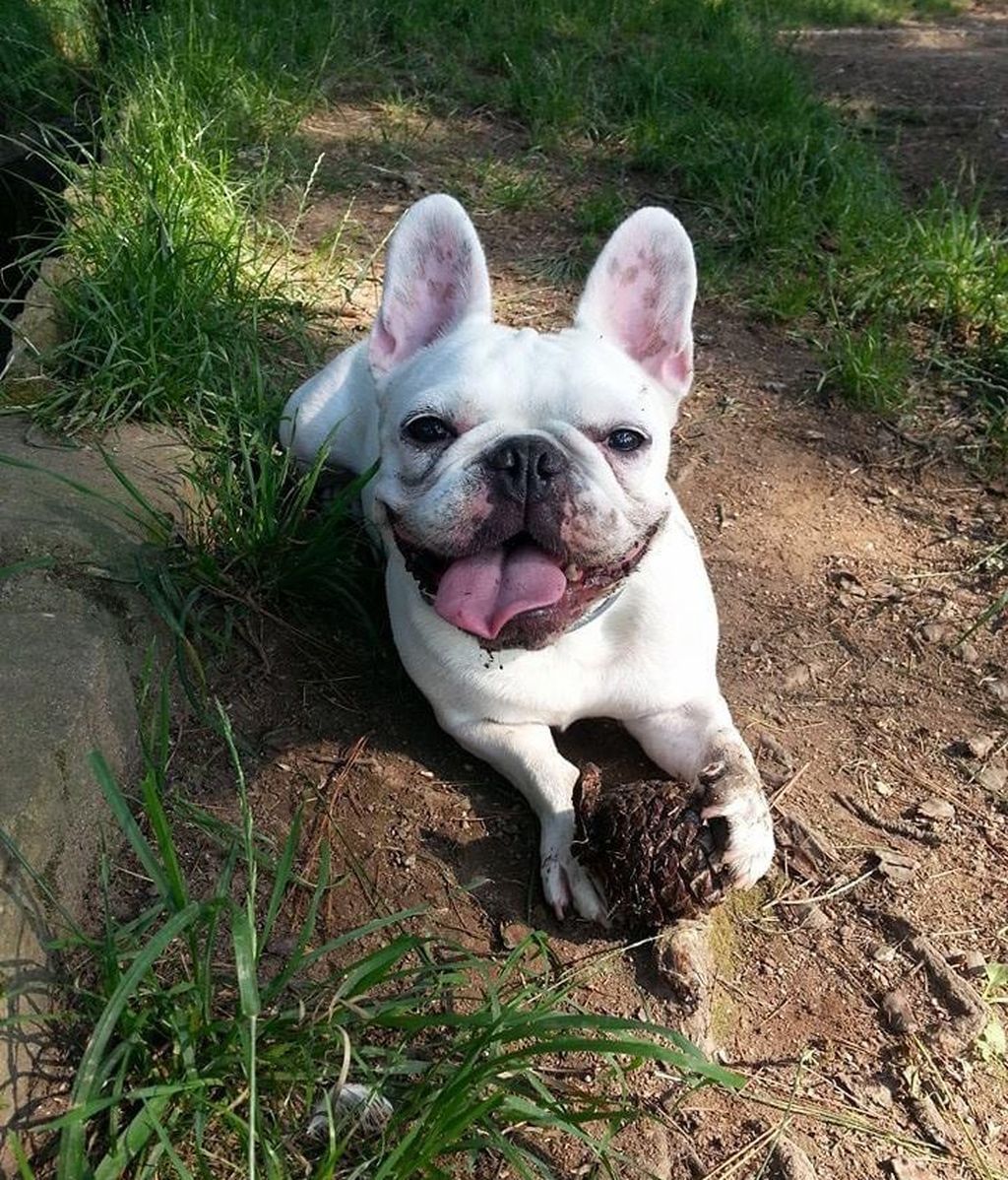 Snow -  Bulldog frances