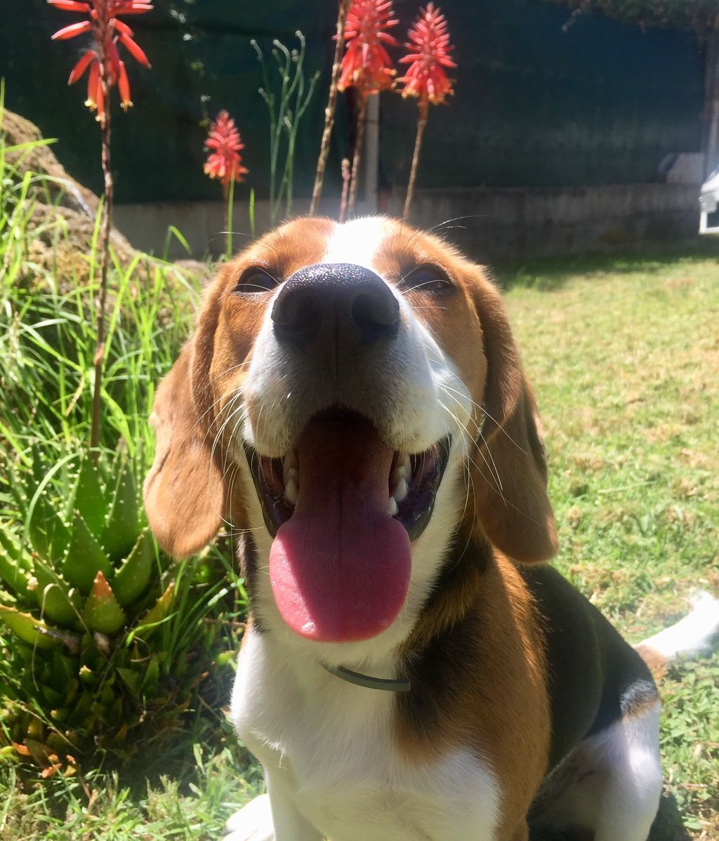 Pipa -  Beagle