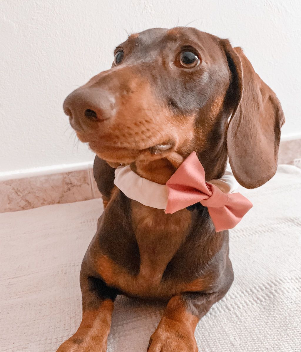 Bilma - Teckel miniatura