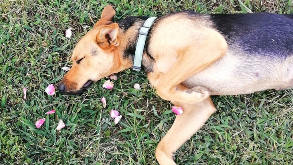 Kira - Raza desconocida