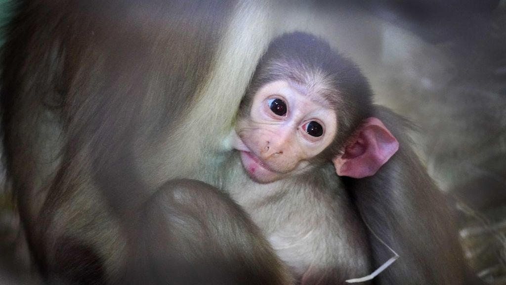 La madre del pequeño mangabey lo amamanta.