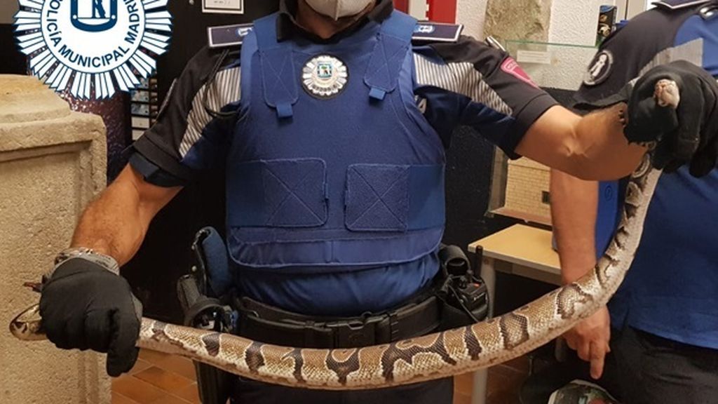 Descubre una pitón detrás de su nevera en Madrid y llama a la Policía para que la capture Descubre una pitón detrás de su nevera en Madrid y llama a la Policía para que la capture