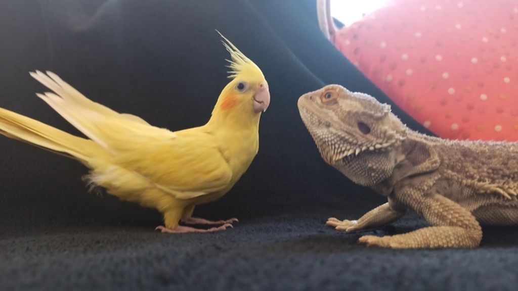 Kiko y Rockie -  Dragon barbudo y Ninfa