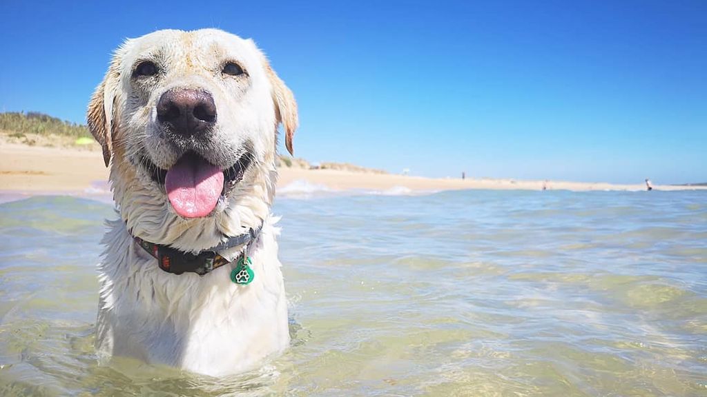 Buddy - Labrador retriever