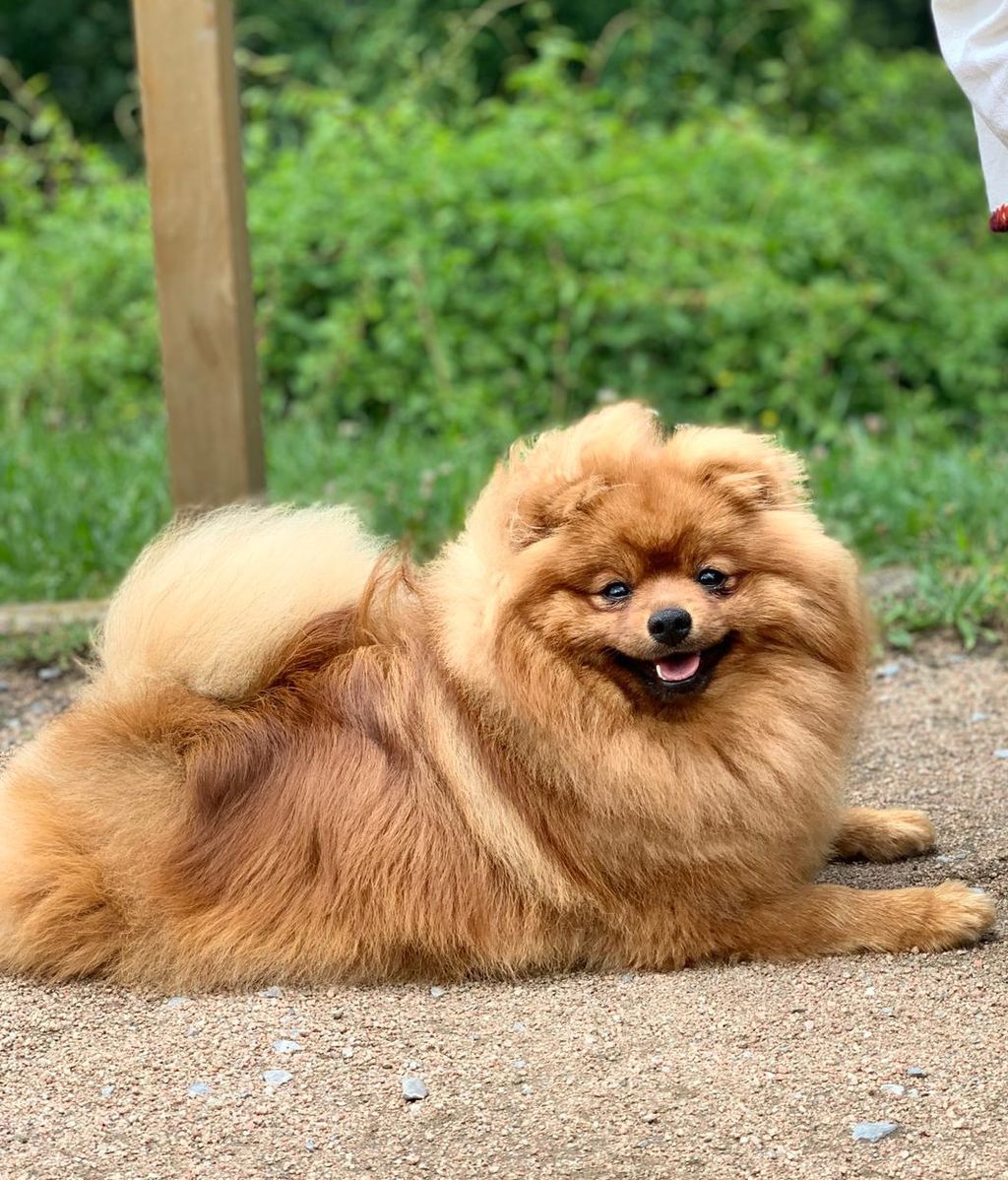 Moka -  Pomerania