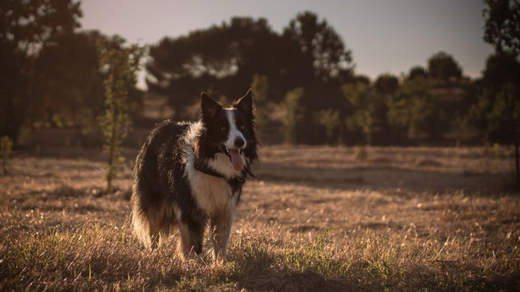 Crash - Border Collie