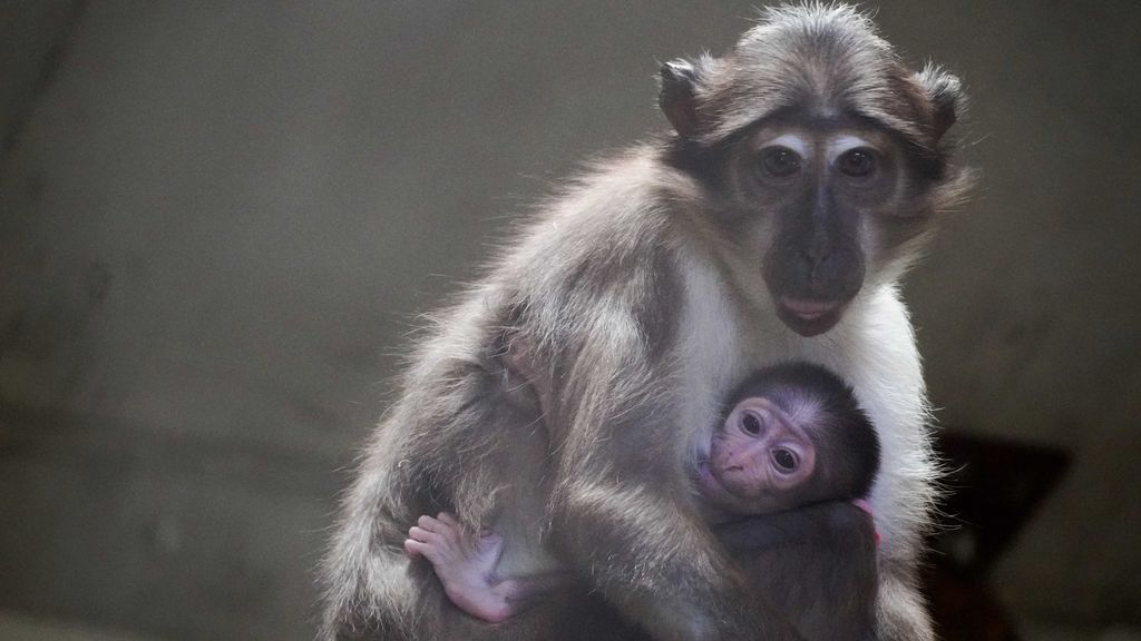 La madre del mangabey junto a su hijo en BIOPARC Valencia.