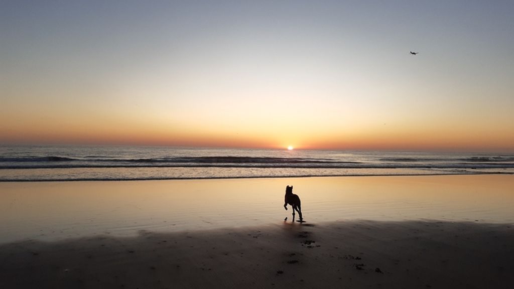 Diana - Cruce de labrador y stanford