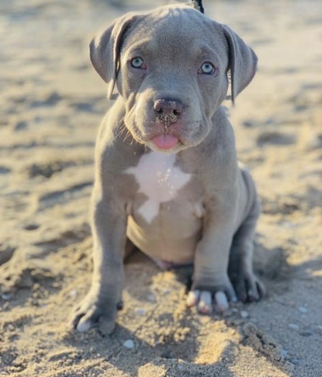 Dexter - American Bully