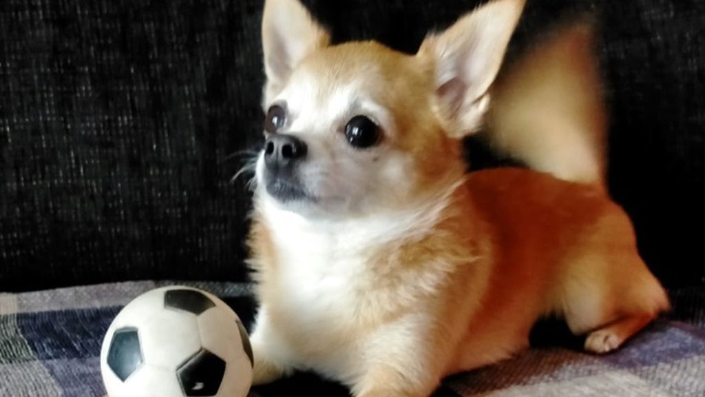 Kiwi -  Chihuahua mexicano