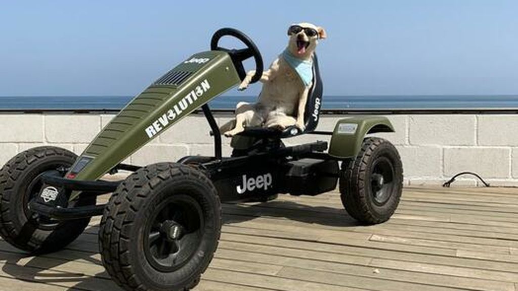 Rosi -  Raza desconocida