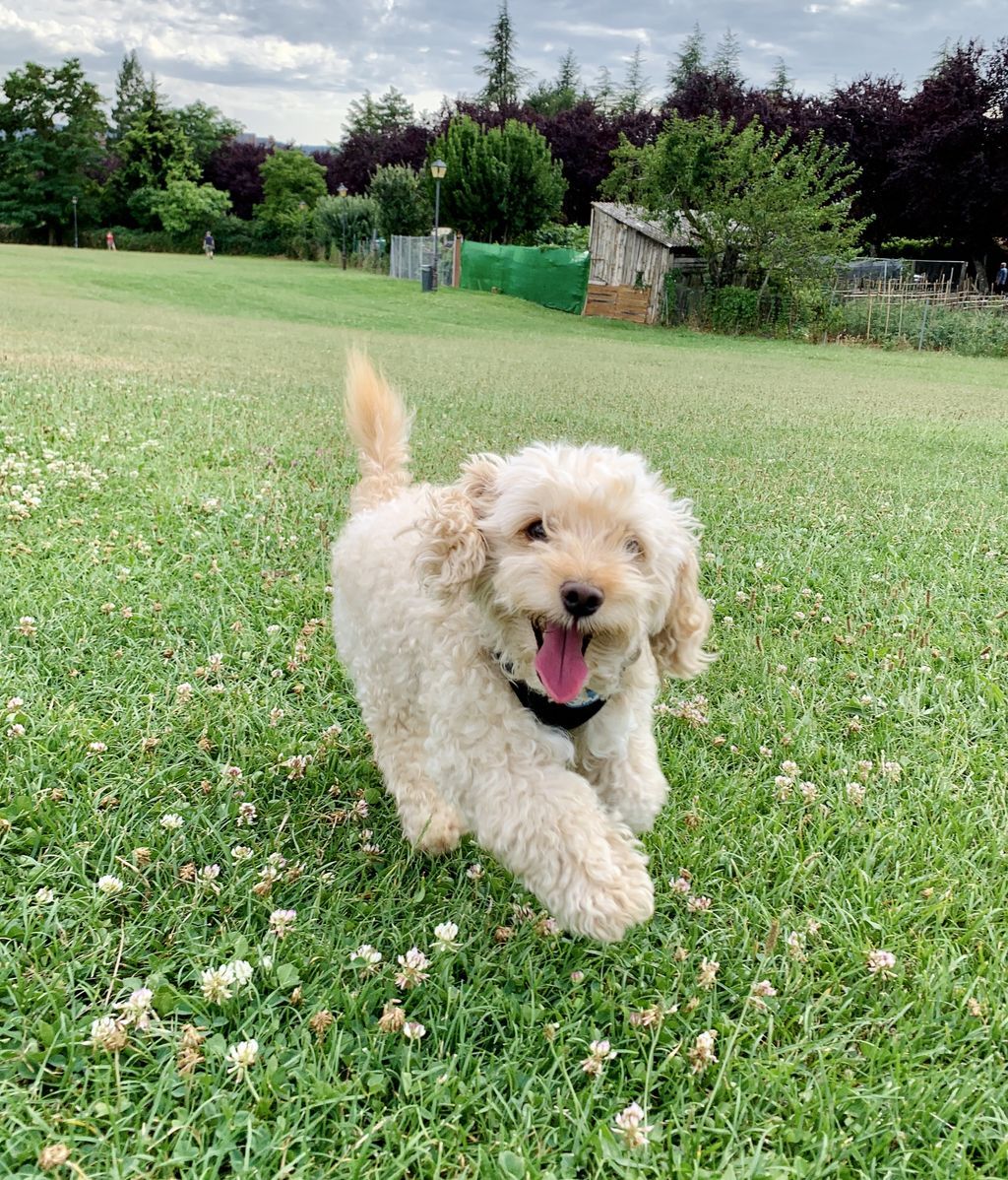 Chiqui - Mezcla de coquer español y puddle toy