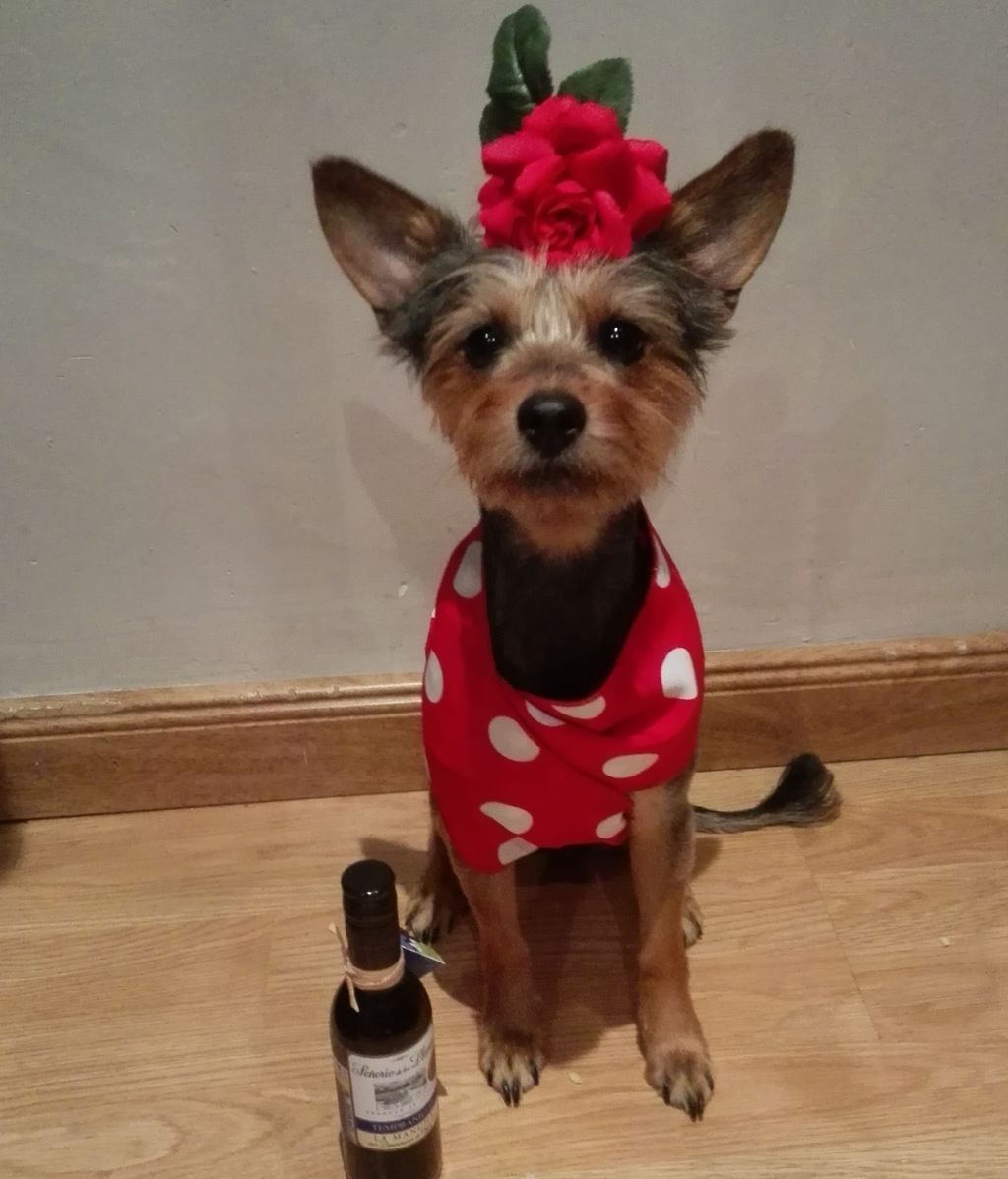 Chloe - Yorkshire Terrier