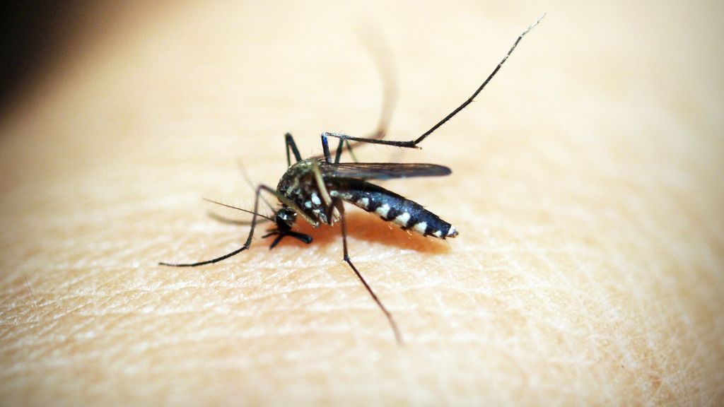 Murciélagos y golondrinas: el arma biológica para combatir el virus del Nilo Murciélagos y golondrinas: el arma biológica para combatir el virus del Nilo