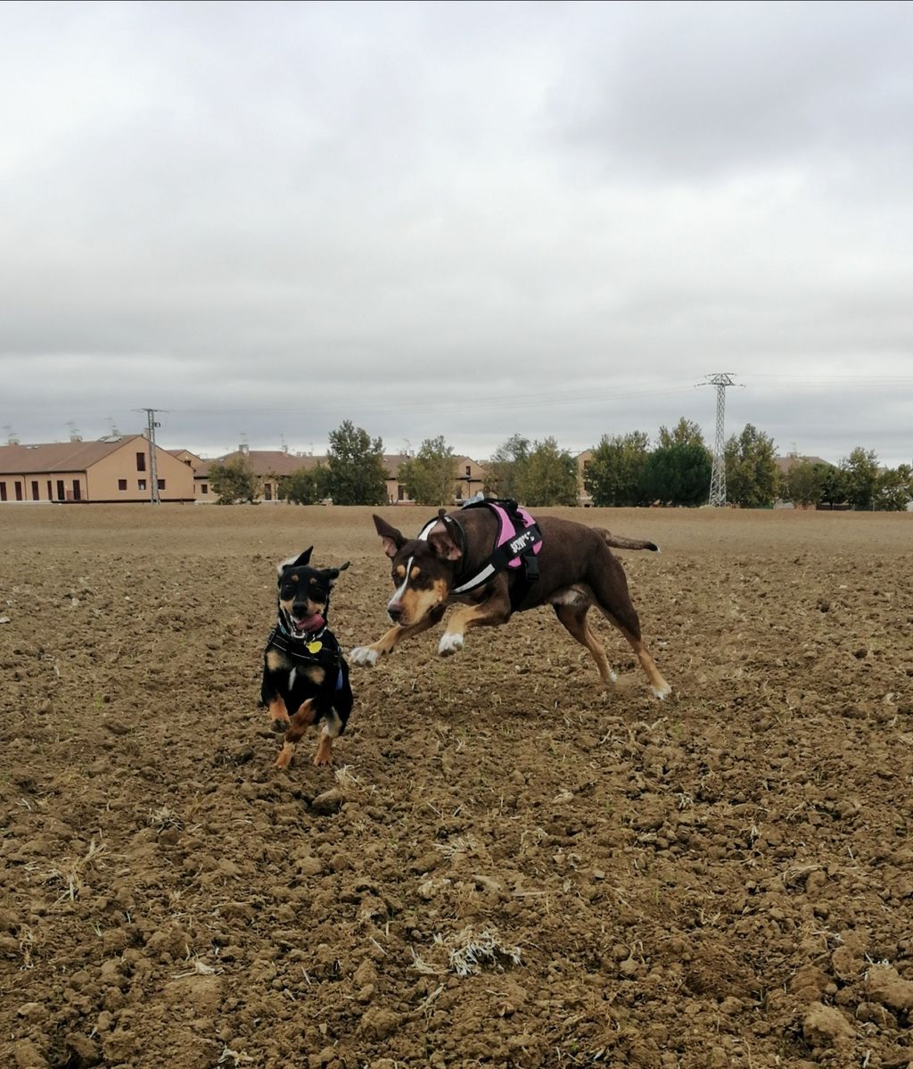 Yora y Drako - Braco aleman con presa canario y pincher con teckel