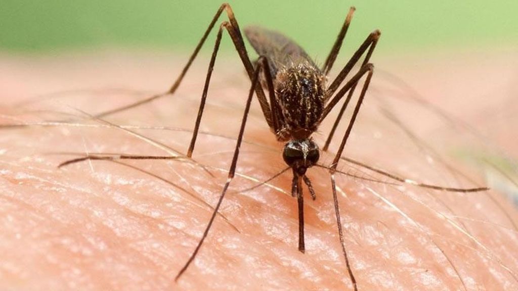 EuropaPress_3261998_aedes_japonicus_nueva_especie_invasora_mosquito_proveniente_oriente