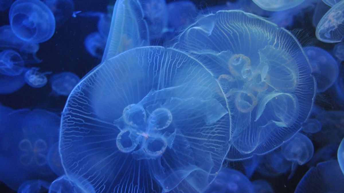 Picadura de medusa a partir de los 50, actuar rápido es importante.