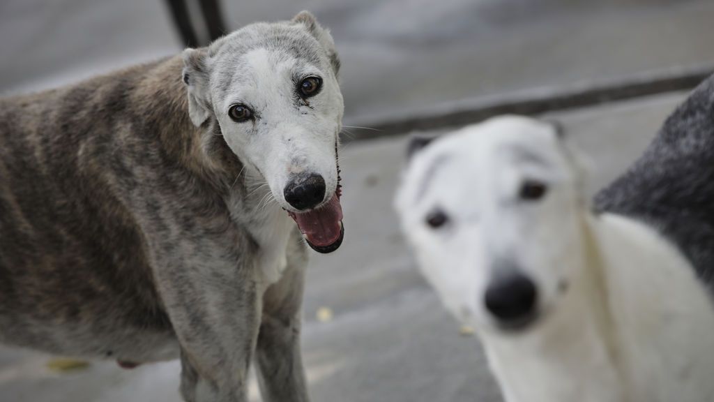 Aumenta un 25% el abandono de mascotas tras el confinamiento Aumenta un 25% el abandono de mascotas tras el confinamiento