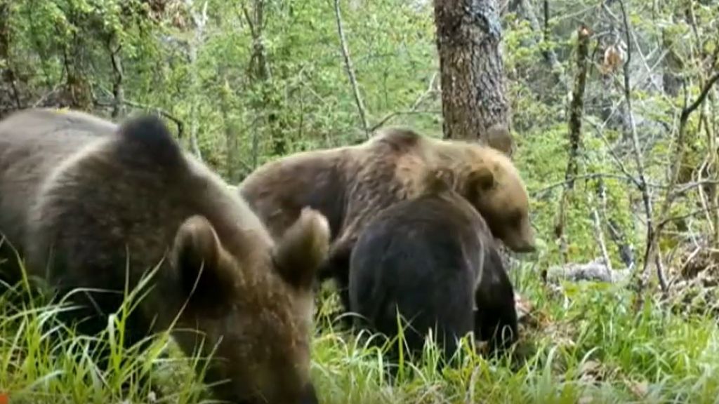 La población de osos en el norte de España se ha triplicado en la última década