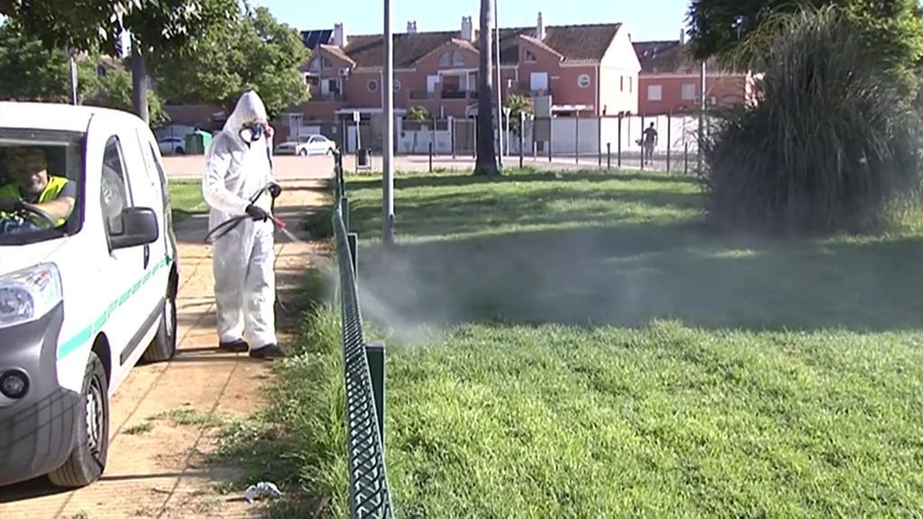 Comienzan las labores de fumigación en Coria del Río para acabar con el virus del Nilo
