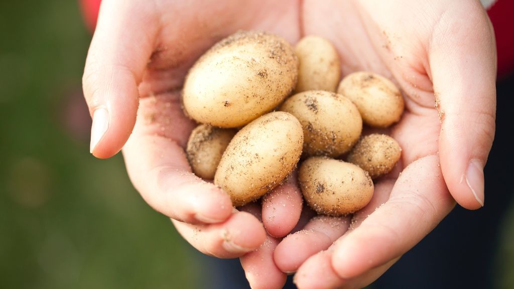 La patata es el alimento más saciante.
