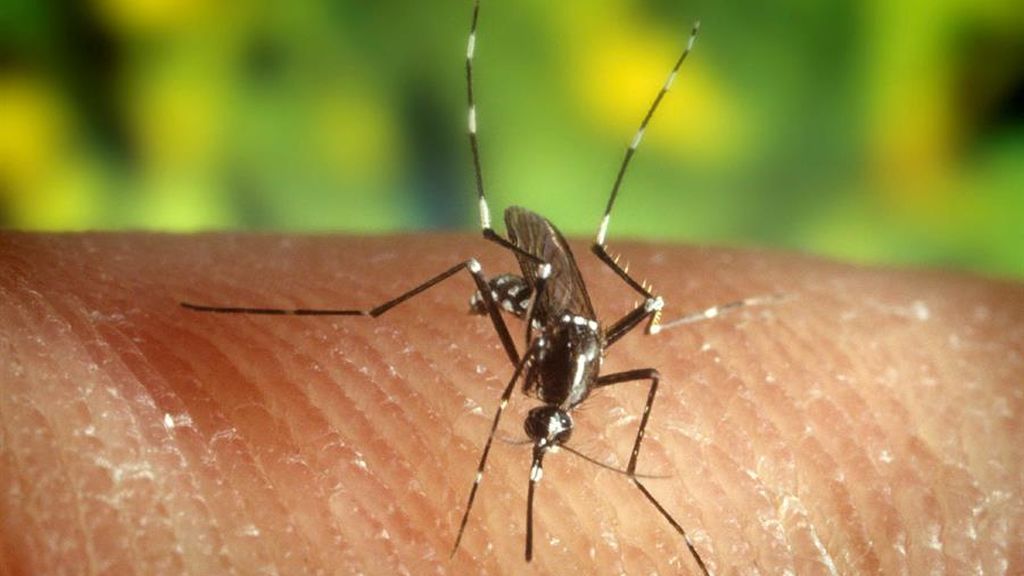 Las siete claves del virus del Nilo Occidental: qué es, qué lo transmite y cómo evitarlo Las siete claves del virus del Nilo Occidental: qué es, qué lo transmite y cómo evitarlo