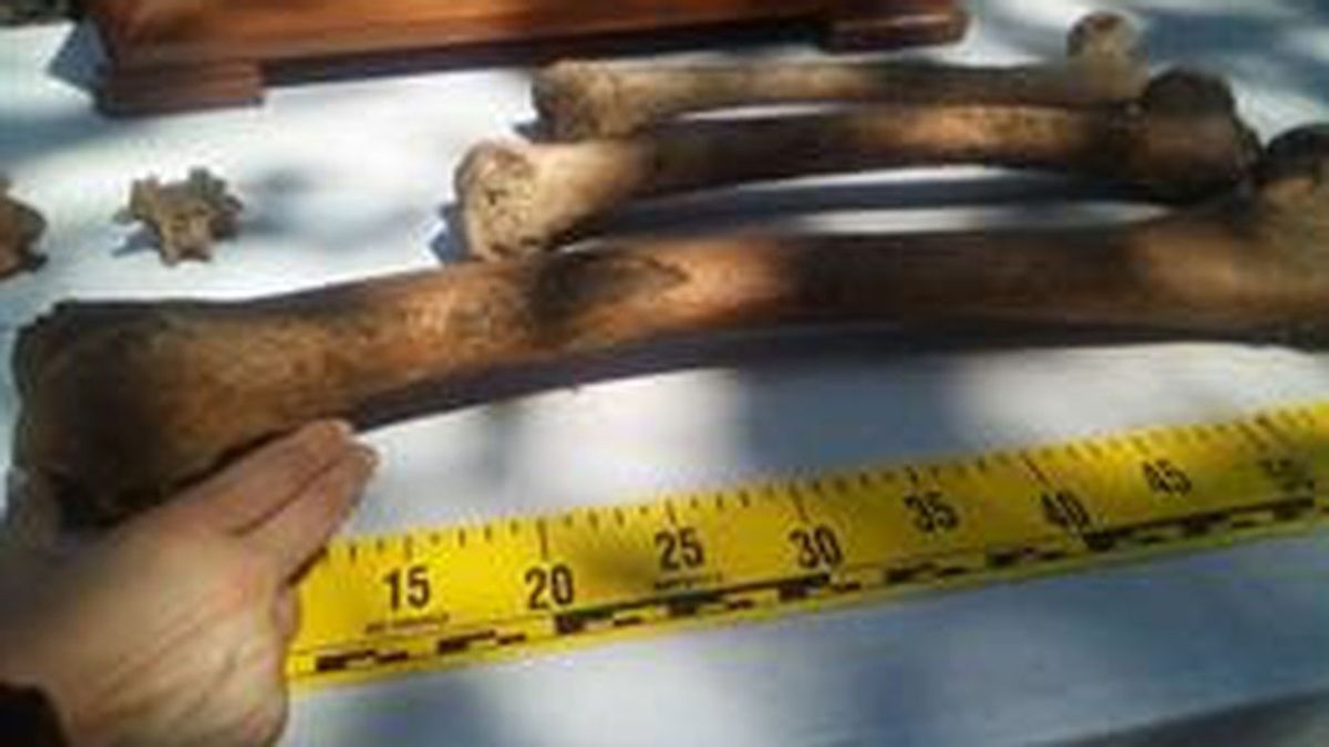 Hallados los restos óseos del Gigante de Altzo que se creían desaparecidos