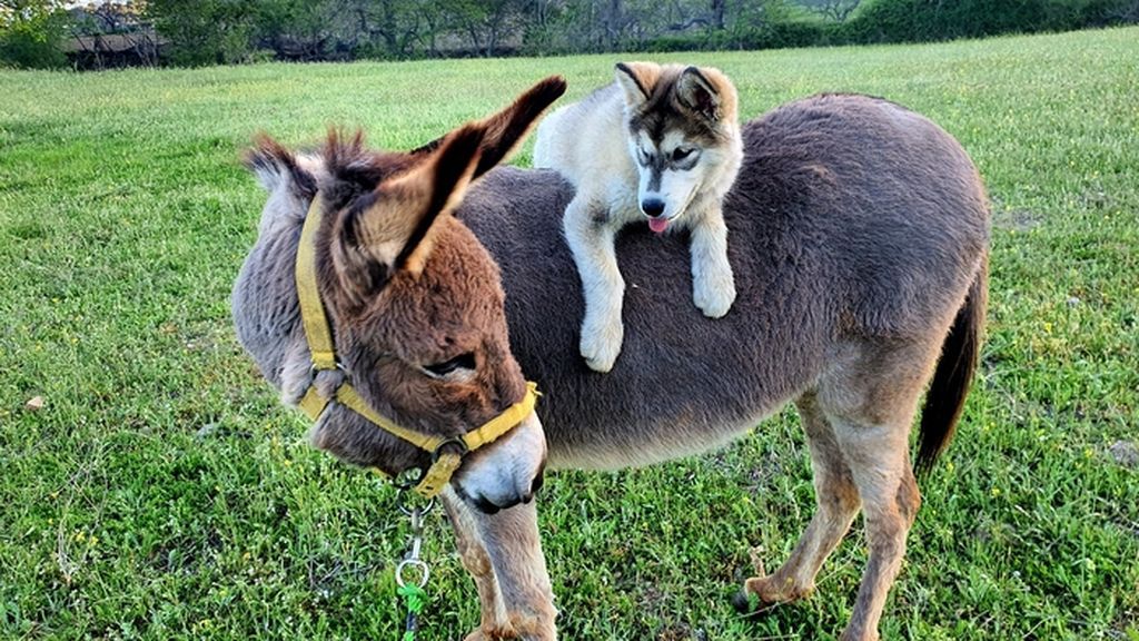 Corona - Alaska Malamute