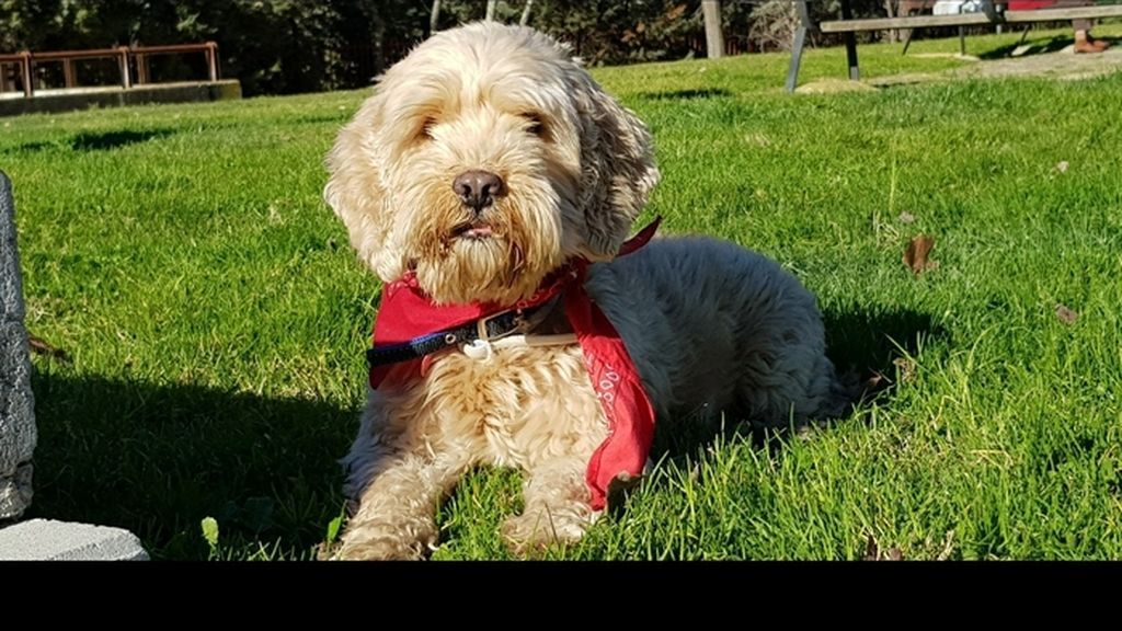 Bruce - coquer con guss de agua