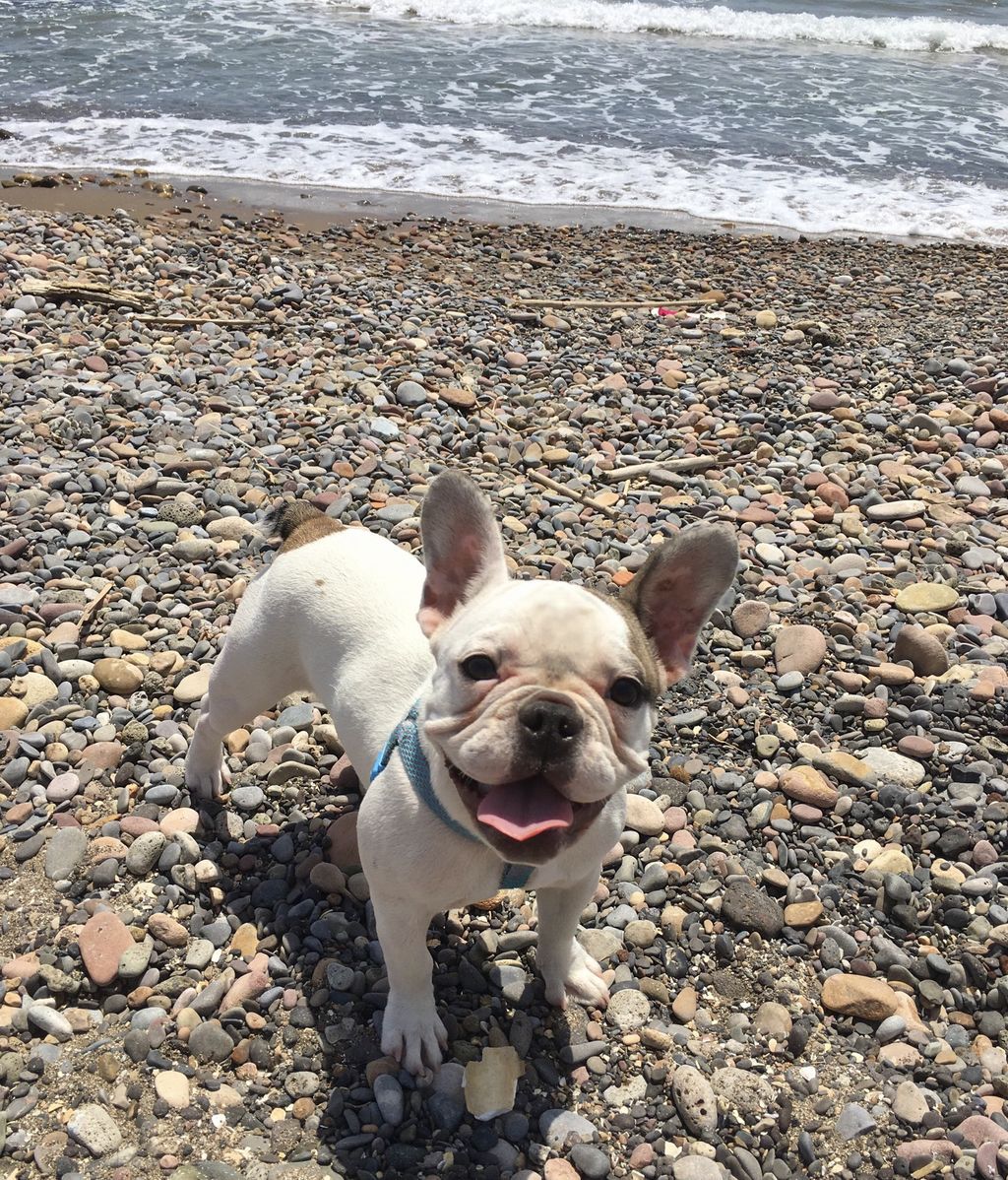 Cucu - Bulldog frances