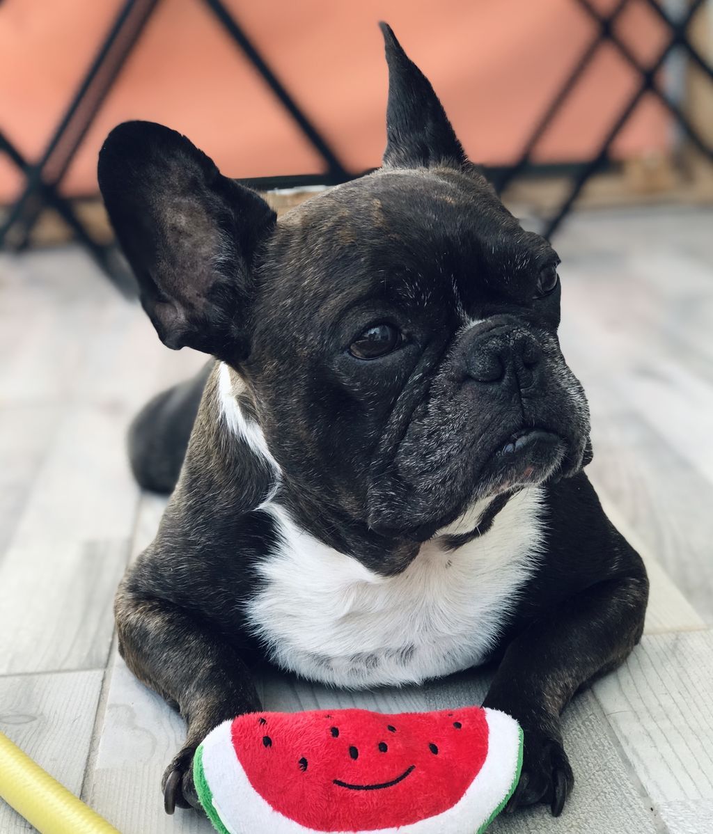 Bulli -  Bulldog frances