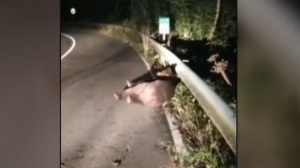 Buscan a Santiaguín, el oso herido, atropellado en una carretera del Parque Natural de Somiedo