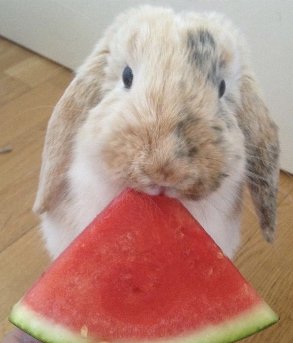 Tobby - Conejo enano