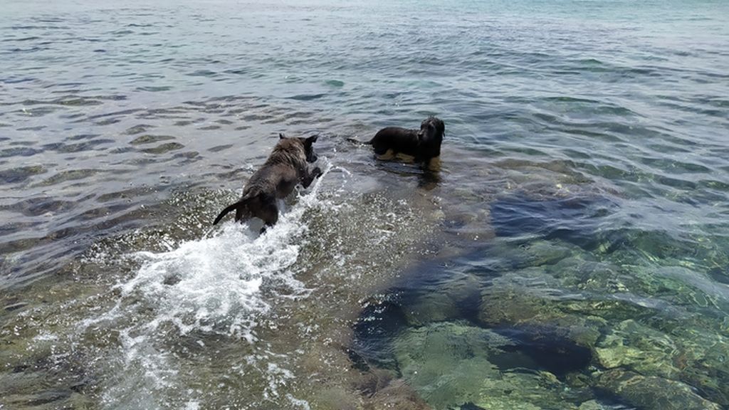 Pincho y serrano - Mezcla de pastor belga