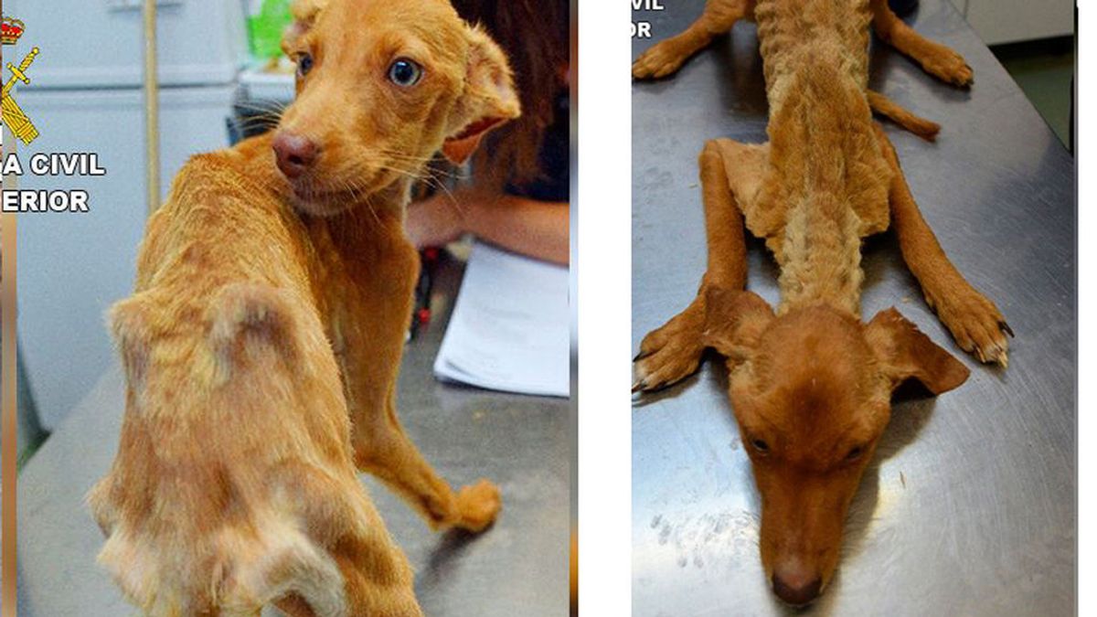 Rescatan a 41 perros maltratados en una finca de Quintanar de la Orden, en Toledo:  sin comida ni agua