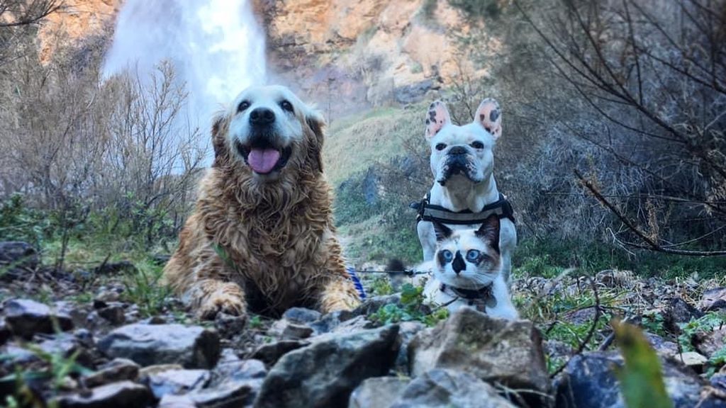 Suave, Kiki y  Flaca - Golden retriever, Bulldog frances  y gato común