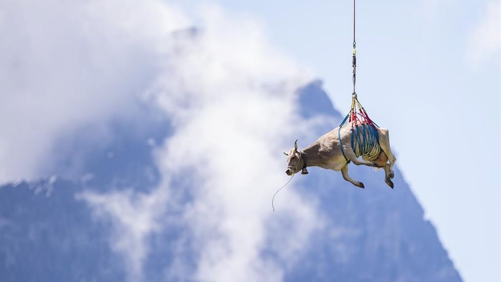 La vaca voladora: es trasladada en helicóptero al no poder hacer el popular recorrido del Bodenfahrt en Suiza La vaca voladora: es trasladada en helicóptero al no poder hacer el popular recorrido del Bodenfahrt en Suiza