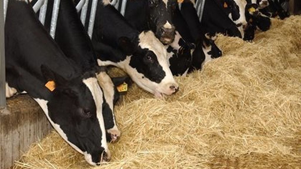 Investigadores cordobeses evalúan la eficacia de la leche inmune de vaca contra el covid Investigadores cordobeses evalúan la eficacia de la leche inmune de vaca contra el covid