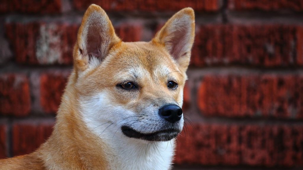 Corea del Norte prohíbe tener perros como mascota Corea del Norte prohíbe tener perros como mascota