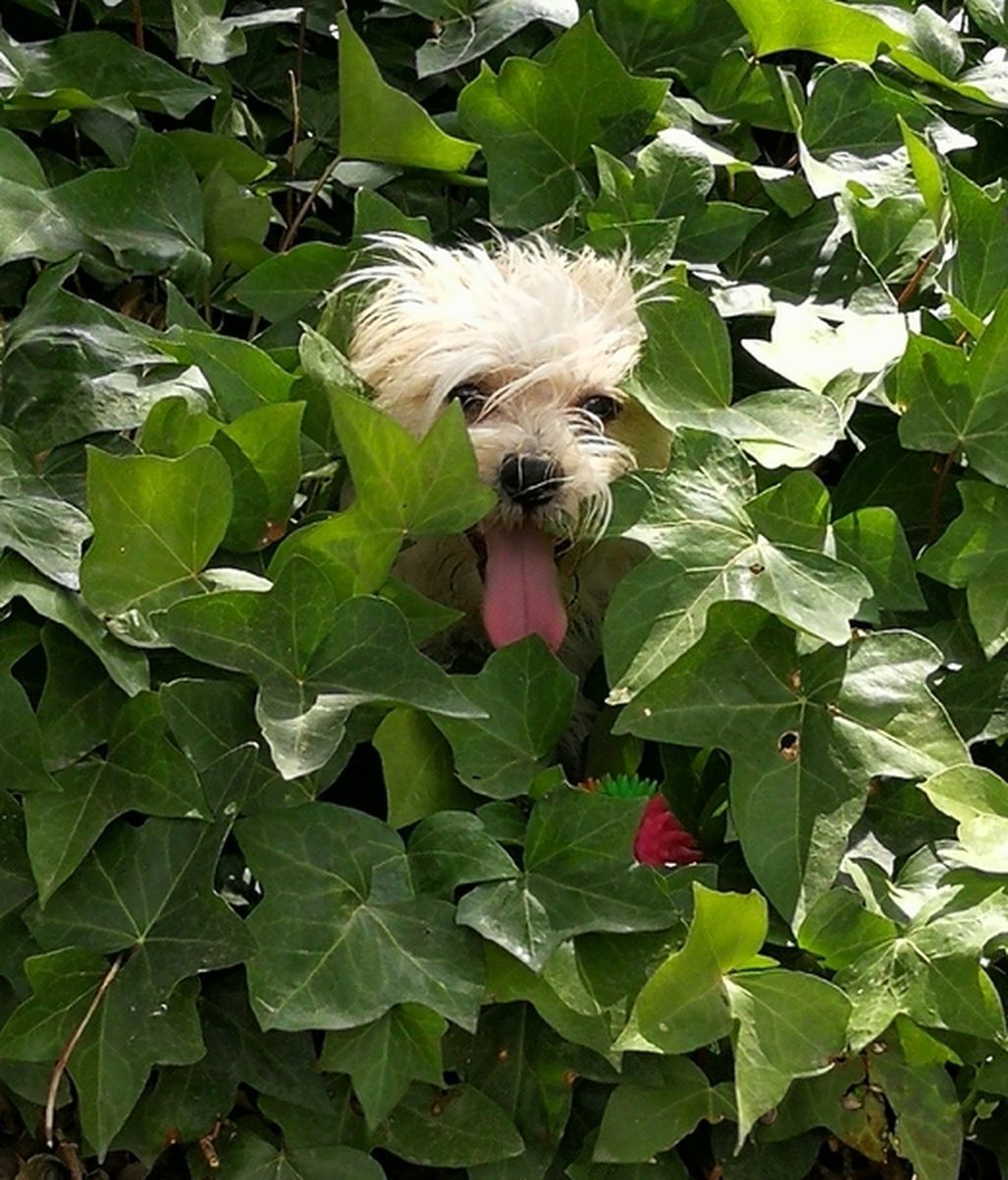 queko - Mezcla de maltés  y pequinés