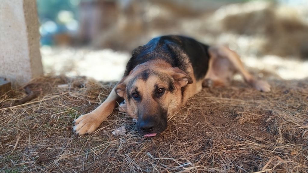 Tobi - Pastor alemán