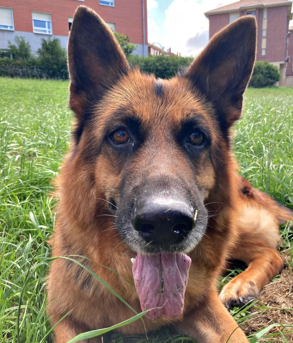 Hulk - Pastor Alemán