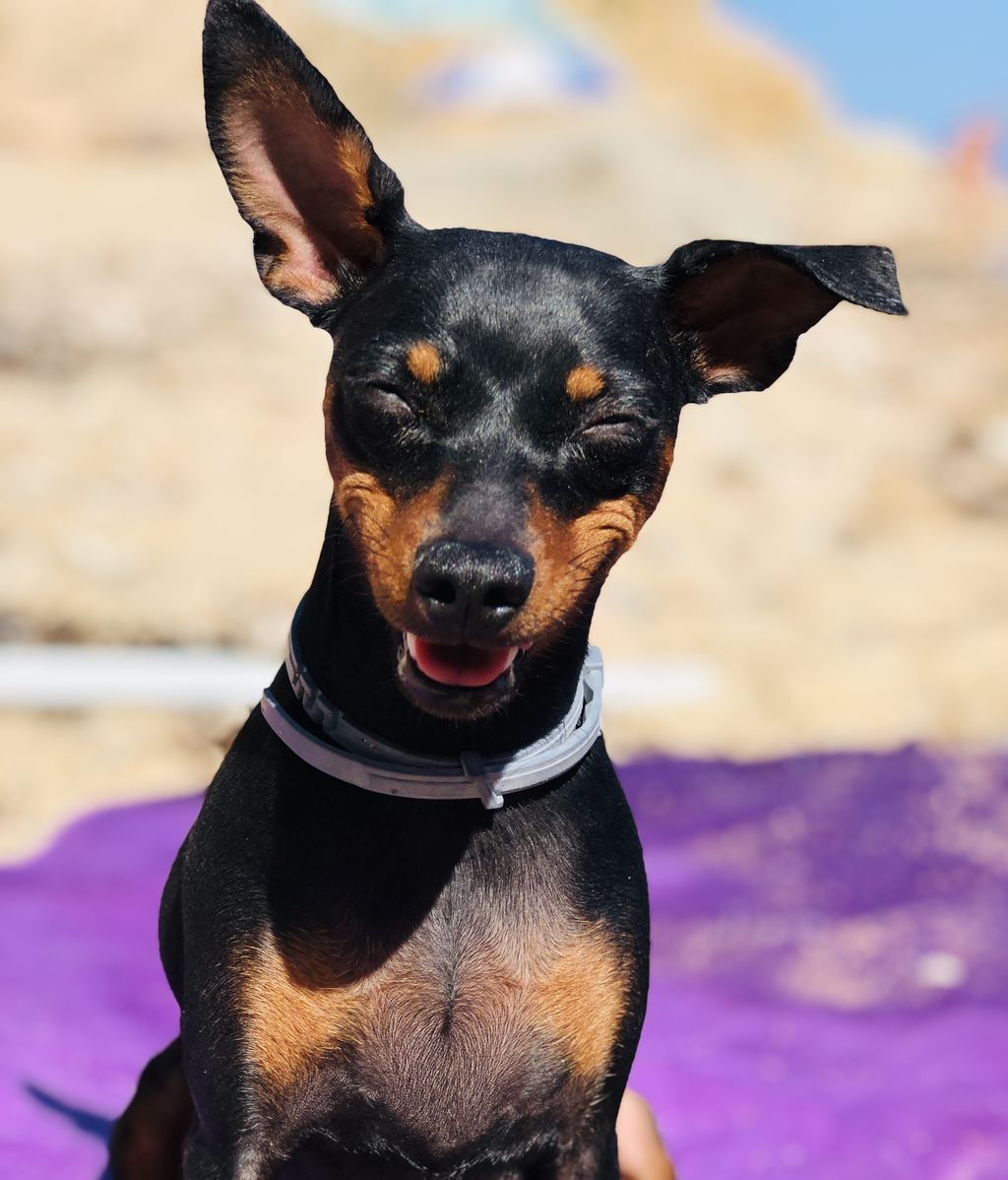 Lola - Mini pincher