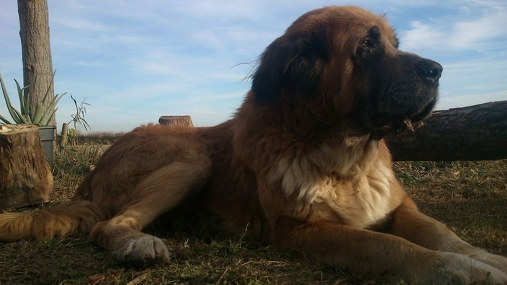 Otto - Mezcla de San Bernardo y mastín