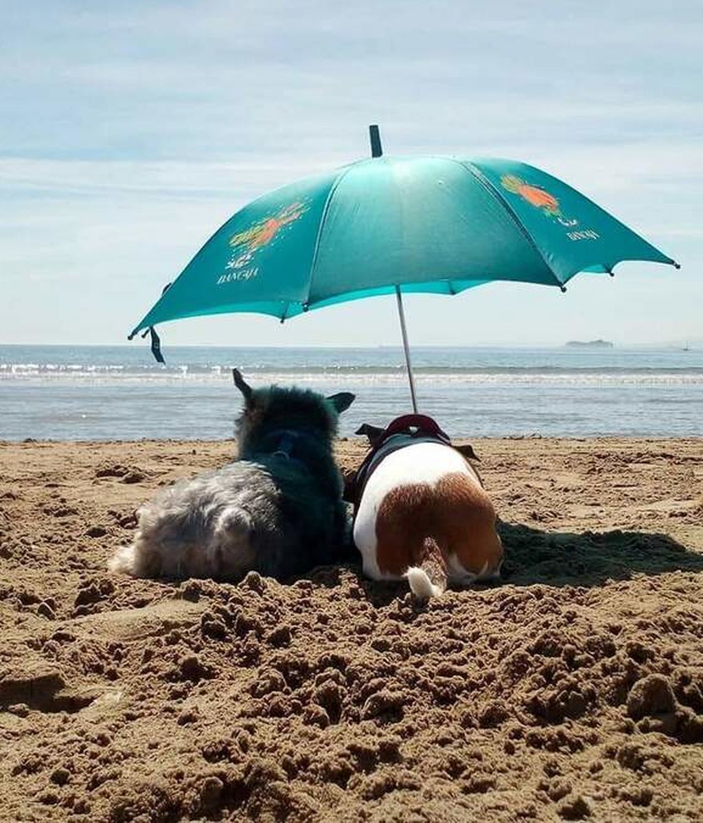 Yorshir y Simba - Yorkshire terrier y Jack Russell