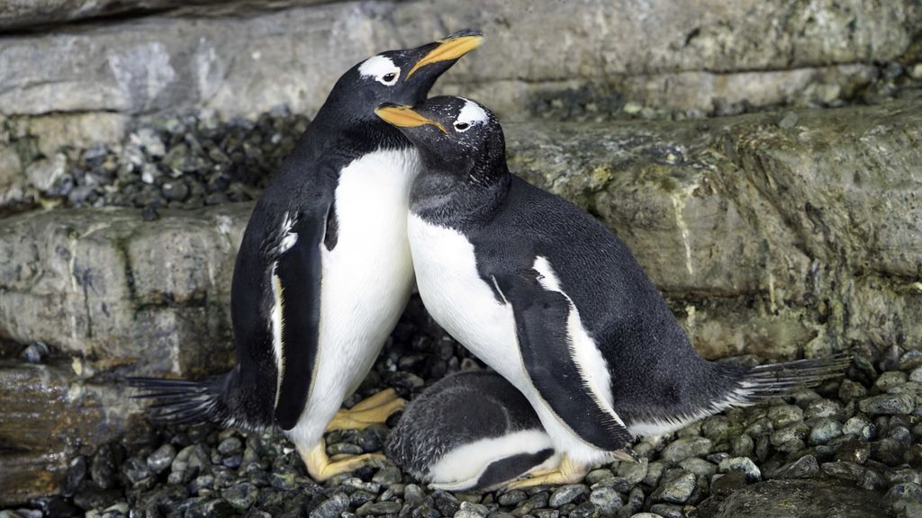 Dos pingüinos hembra adoptan y crían un huevo en el Oceanogràfic