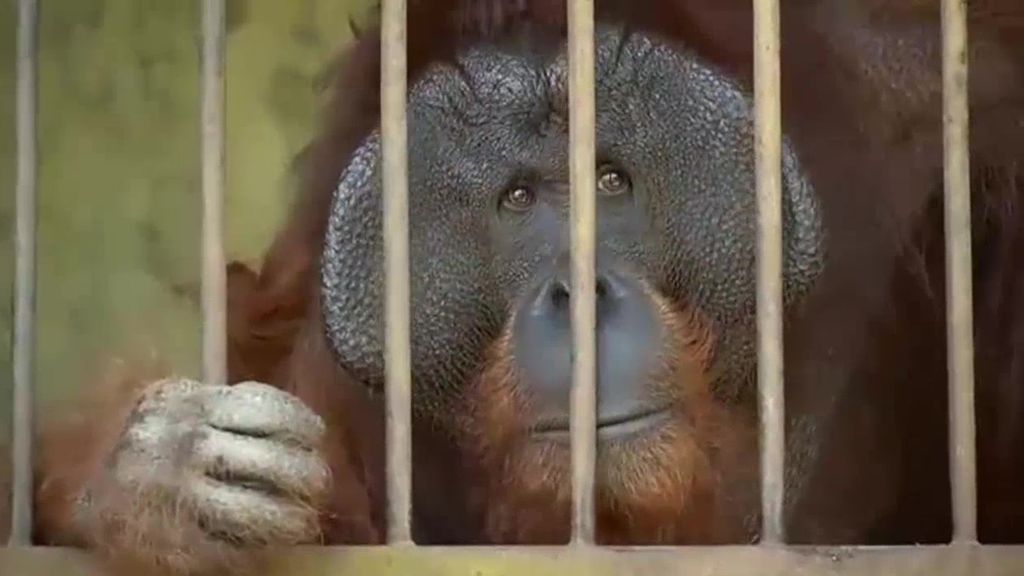 El momento del rescate de dos orangutanes de Borneo en Indonesia