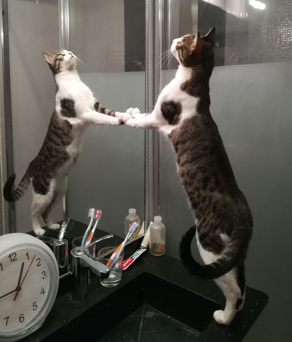 Sully - Gato europeo común