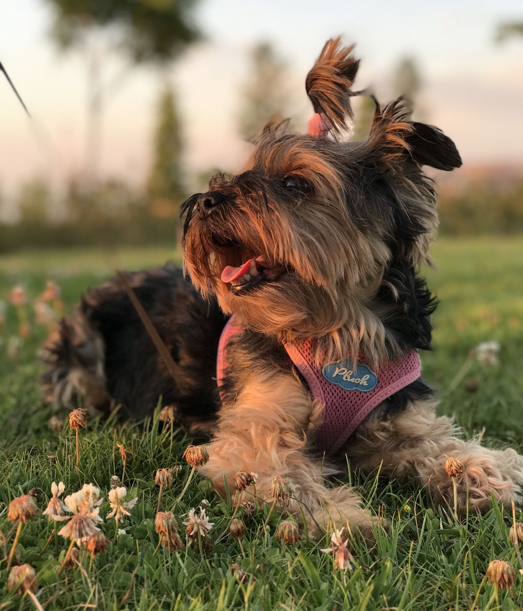 Keka - Yorkshire Terrier